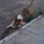 Pitbull mata cachorro de pequeno porte durante ataque em rua do Bairro Guanandi