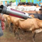 Ministério libera milhões de doses de vacinas para bovinos e tranquiliza produtores em MS
