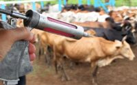 Ministério libera milhões de doses de vacinas para bovinos e tranquiliza produtores em MS