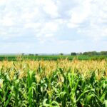 Milho safrinha avança em Mato Grosso do Sul e produtores acompanham clima com atenção