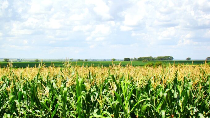 Milho safrinha avança em Mato Grosso do Sul e produtores acompanham clima com atenção