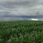 Clima preocupa produtores e pode afetar safra agrícola em Mato Grosso do Sul