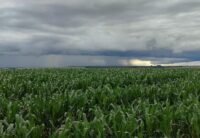 Clima preocupa produtores e pode afetar safra agrícola em Mato Grosso do Sul