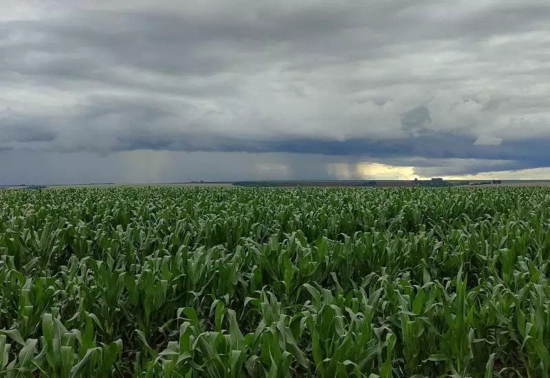Clima preocupa produtores e pode afetar safra agrícola em Mato Grosso do Sul