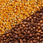 Produtores acompanham mercado e clima para milho e café