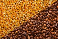 Produtores acompanham mercado e clima para milho e café