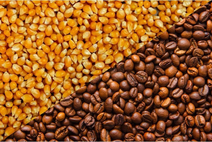Produtores acompanham mercado e clima para milho e café