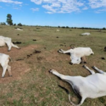 Frio intenso provocou morte de 83 bovinos no sul de Mato Grosso do Sul