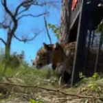 Onça-pintada que matou cadela em Corumbá é solta no Pantanal; assista