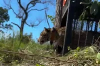 Onça-pintada que matou cadela em Corumbá é solta no Pantanal; assista