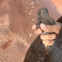 Jovem resgata jiboia de 2 metros e leva animal de moto até base da PMA