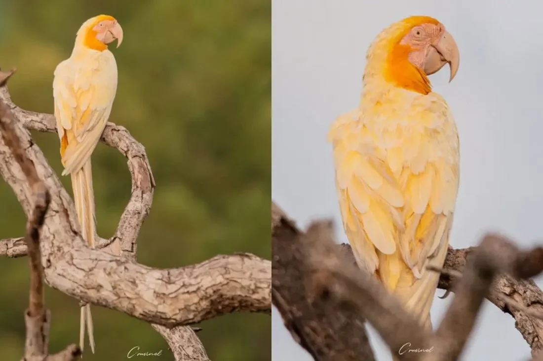 Arara-canindé rara surpreende com plumagem branca e amarelada e encanta observadores