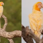 Arara-canindé rara surpreende com plumagem branca e amarelada e encanta observadores