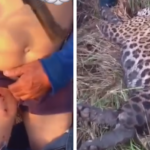 Homem sobrevive a ataque de onça-pintada e mata animal para escapar com vida