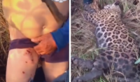 Homem sobrevive a ataque de onça-pintada e mata animal para escapar com vida