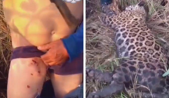 Homem sobrevive a ataque de onça-pintada e mata animal para escapar com vida