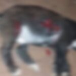 Agricultor esfaqueia cachorro até a morte em Dourados (vídeo)