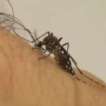 Dourados confirma mais duas mortes por chikungunya e chega a 17 óbitos durante epidemia