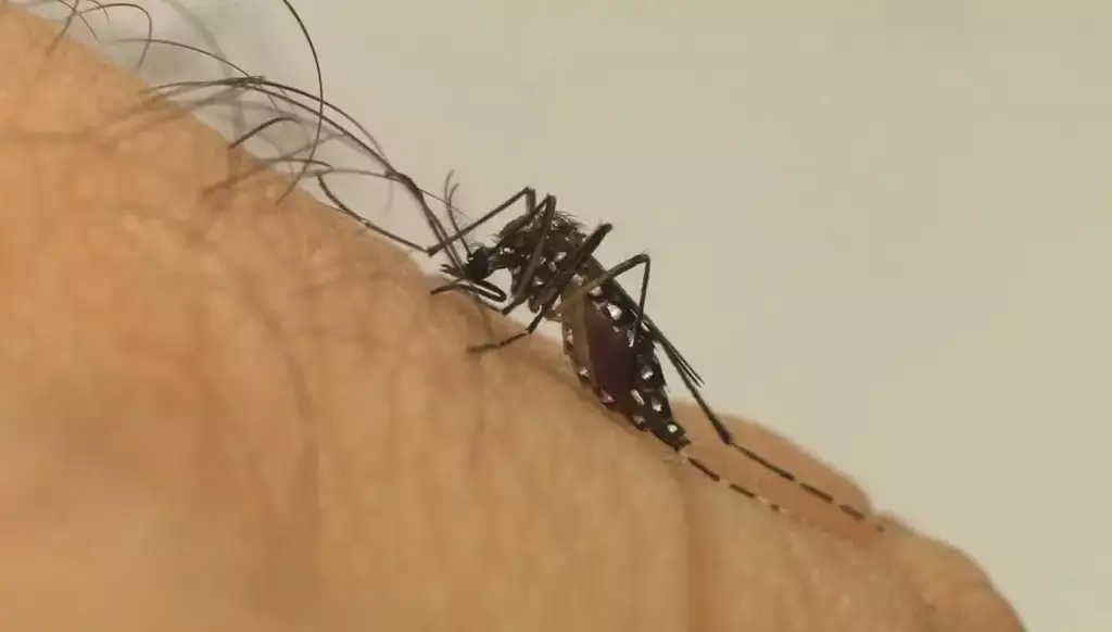Dourados confirma mais duas mortes por chikungunya e chega a 17 óbitos durante epidemia